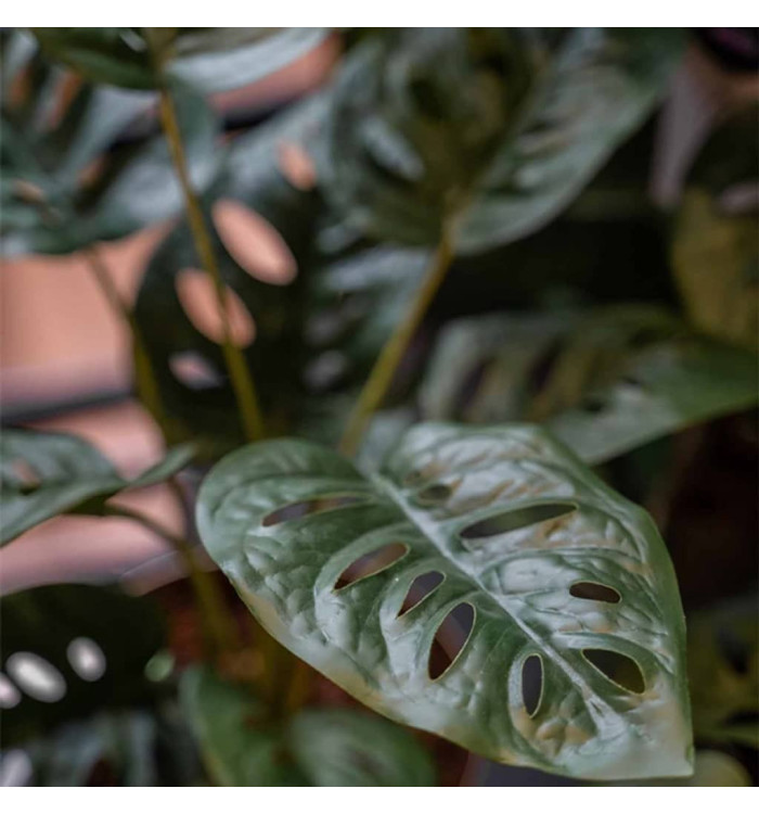 Emerald Buisson Monstera artificiel Monkey 43 cm en pot | Mobilier & Déco