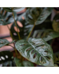 Emerald Buisson Monstera artificiel Monkey 43 cm en pot | Mobilier & Déco