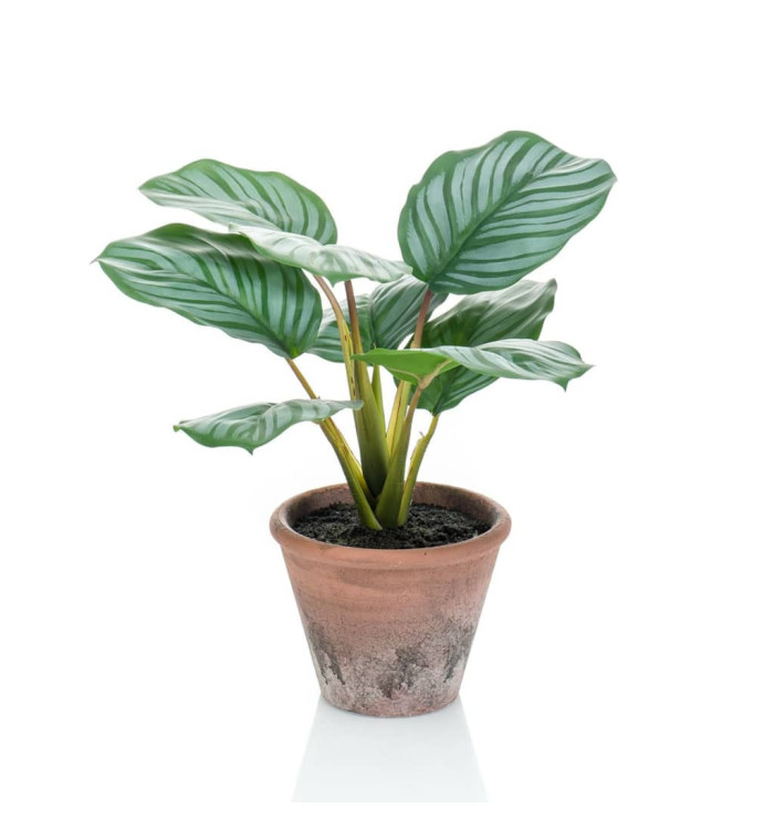 Emerald Calathea Orbifolia artificiel Terra 32 cm en pot | Mobilier & Déco