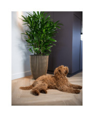 Capi Vase élégant Groove 34x46 cm Noir et doré | Mobilier & Déco