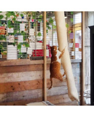 Quapas! Sac d'escalade pour chat sisal 180 cm | Mobilier & Déco