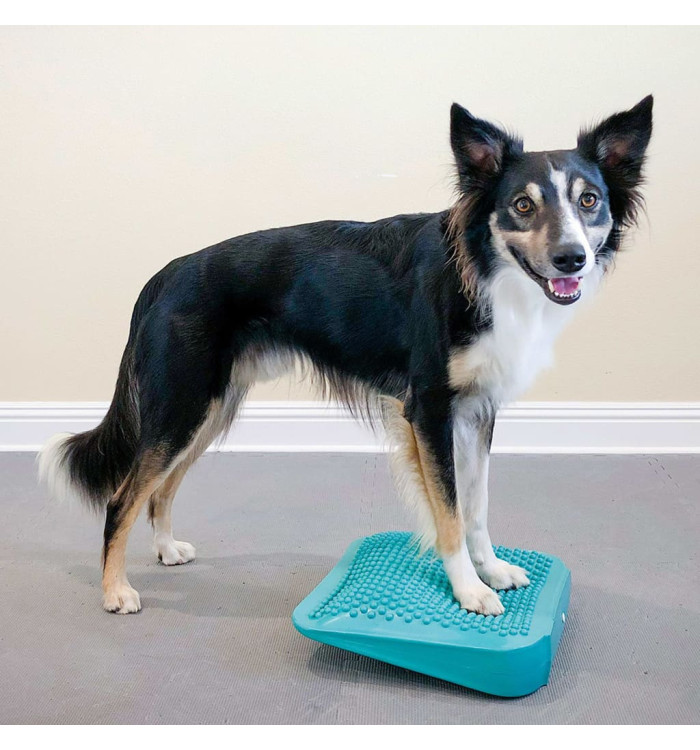 FitPAWS Rampe d'équilibre pour animaux de compagnie 35x35x7 cm Bleu | Mobilier & Déco
