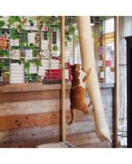Quapas! Sac d'escalade pour chat sisal 180 cm | Mobilier & Déco