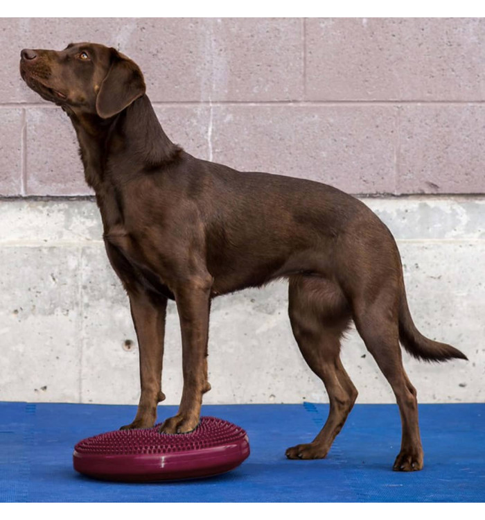 FitPAWS Disque d'équilibre pour animaux de compagnie 36 cm | Mobilier & Déco