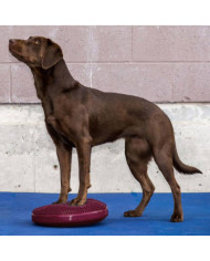 FitPAWS Disque d'équilibre pour animaux de compagnie 36 cm | Mobilier & Déco