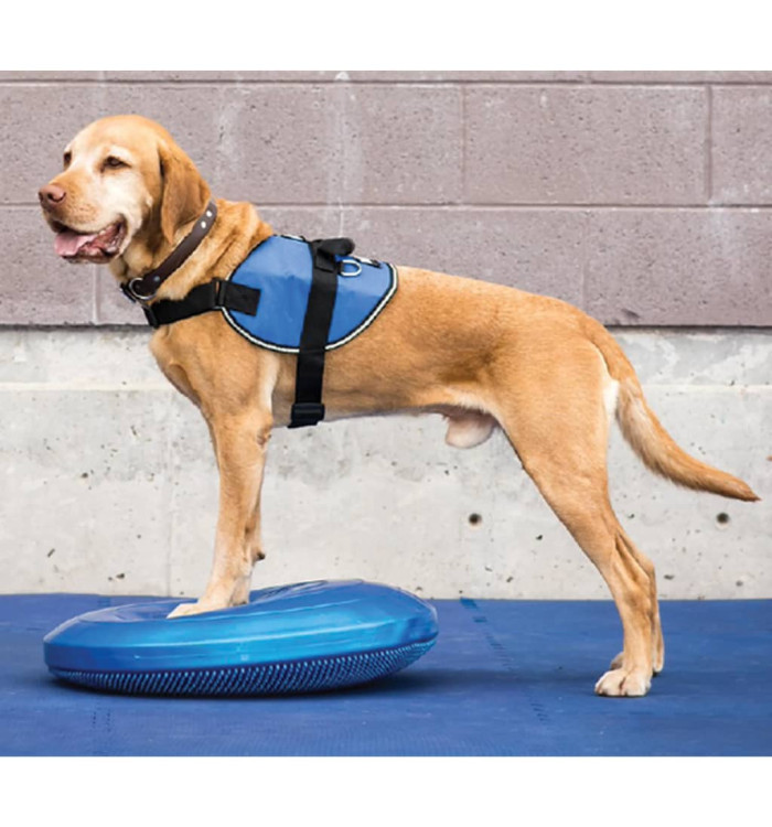 FitPAWS Disque d'équilibre pour animaux de compagnie 36 cm Bleu | Mobilier & Déco