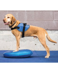 FitPAWS Disque d'équilibre pour animaux de compagnie 36 cm Bleu | Mobilier & Déco
